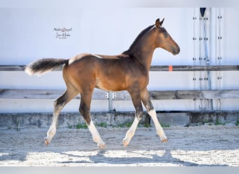 Freiberger, Stallion, Foal (04/2025), Bay-Dark