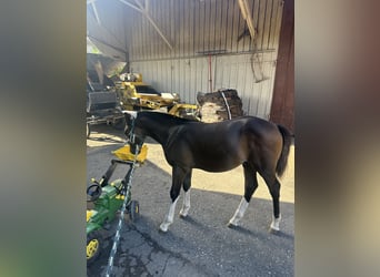 Freiberger, Stallion, Foal (04/2025), Bay-Dark