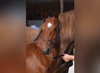 Freiberger, Stallion, Foal (03/2024), Bay-Dark