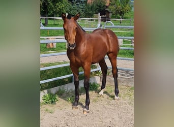 Freiberger, Stallion, Foal (03/2025), Brown