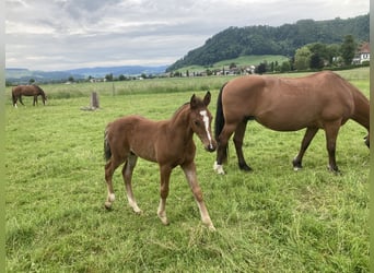 Freiberger, Stallion, , Brown