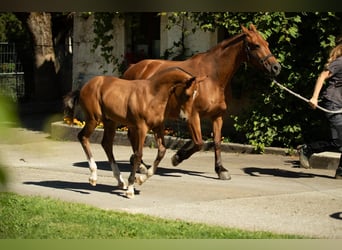 Freiberger, Stallion, Foal (04/2025), Brown
