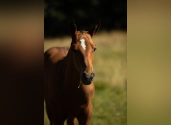 Freiberger, Stallion, Foal (04/2025), Brown