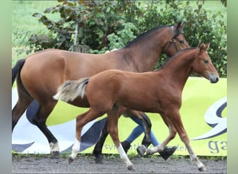 Freiberger, Stallion, Foal (04/2025), Brown