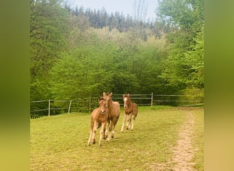 Freiberger, Stallion, Foal (02/2024), Brown