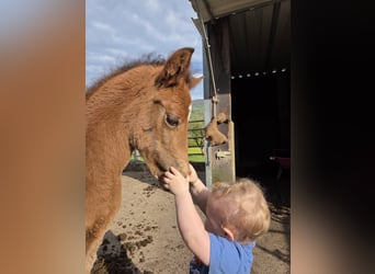 Freiberger, Stallion, Foal (03/2026), Brown