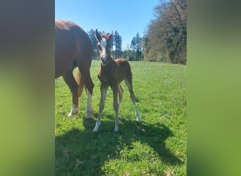 Freiberger, Stallion, Foal (01/2026), Brown