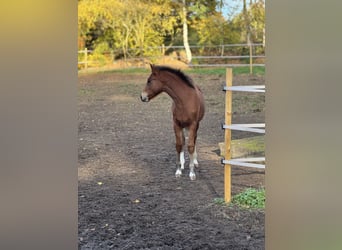 Freiberger, Stallion, Foal (06/2025), Brown