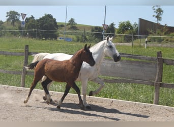 Freiberger, Stallion, Foal (02/2025), Can be white