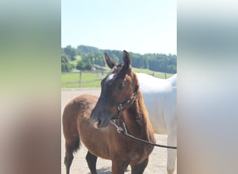 Freiberger, Stallion, Foal (02/2025), Can be white