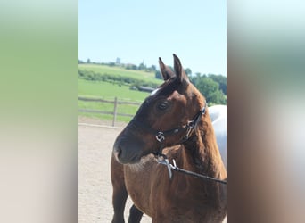 Freiberger, Stallion, Foal (02/2025), Can be white