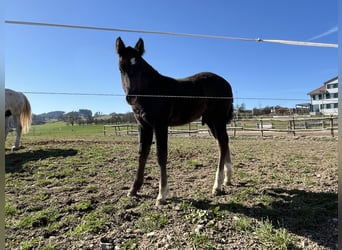 Freiberger, Stallion, Foal (02/2025), Can be white