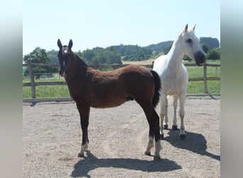 Freiberger, Stallion, Foal (02/2025), Can be white