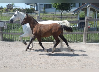 Freiberger, Stallion, Foal (02/2025), Can be white