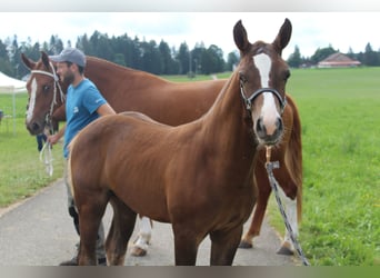 Freiberger, Stallion, Foal (04/2024), Chestnut