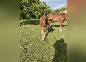 Freiberger, Stallion, Foal (05/2024), Chestnut-Red