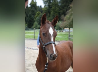 Freiberger, Stallion, Foal (03/2025), Chestnut-Red