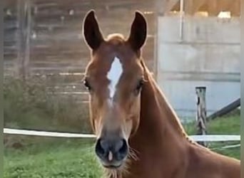 Freiberger, Stallion, Foal (04/2024), Chestnut-Red