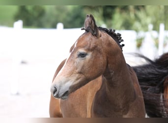 Freiberger, Stallion, Foal (03/2024), Gray