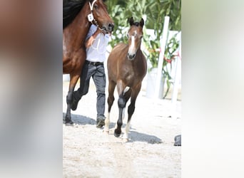 Freiberger, Stallion, Foal (03/2024), Gray