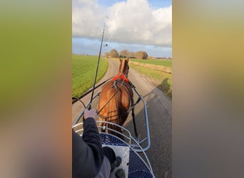 Freiberger, Stallion, 12 years, 15,2 hh, Sorrel