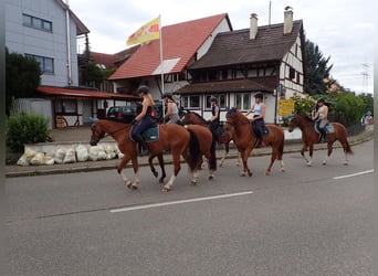 Freiberger, Stute, 5 Jahre