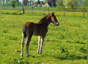 Freiberger, Sto, Föl (04/2023), 157 cm, Brun