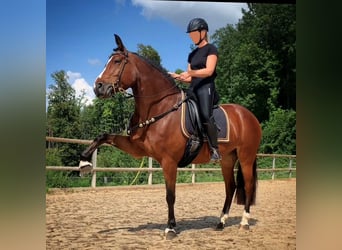 Freiberger, Stute, 10 Jahre, 156 cm, Dunkelbrauner