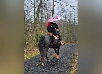 Freiberger, Stute, 10 Jahre, 160 cm, Dunkelbrauner