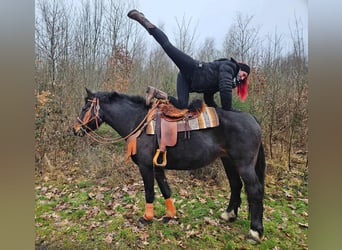 Freiberger, Stute, 10 Jahre, 160 cm