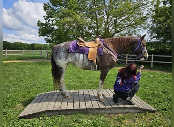 Freiberger, Stute, 11 Jahre, 159 cm, Schecke