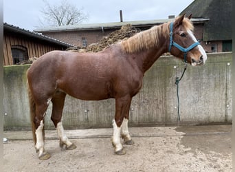 Freiberger, Stute, 11 Jahre, 160 cm