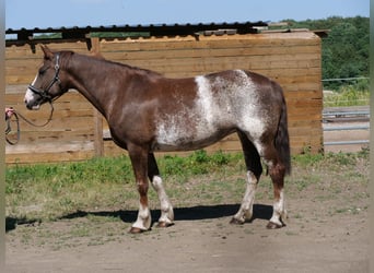 Freiberger, Stute, 11 Jahre, 160 cm, Rotfuchs