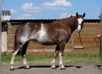 Freiberger, Stute, 11 Jahre, 160 cm, Rotfuchs