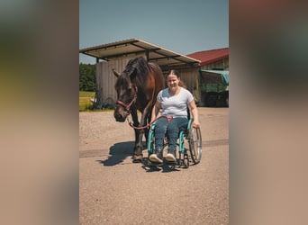 Freiberger Mix, Stute, 12 Jahre, 156 cm, Rappe