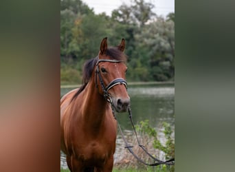 Freiberger Mix, Stute, 14 Jahre, 140 cm, Fuchs