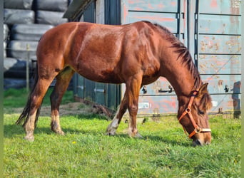 Freiberger, Stute, 14 Jahre, 151 cm, Fuchs