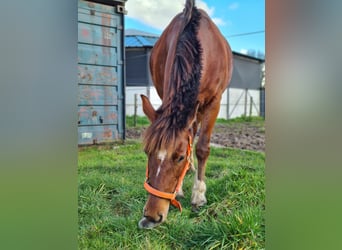 Freiberger, Stute, 14 Jahre, 151 cm, Fuchs