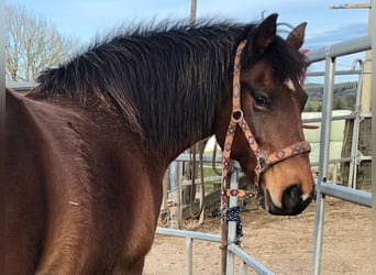 Freiberger, Stute, 14 Jahre, 152 cm, Brauner