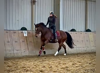 Freiberger, Stute, 14 Jahre, 157 cm, Brauner