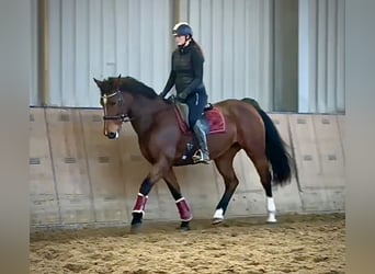Freiberger, Stute, 14 Jahre, 157 cm, Brauner