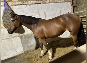 Freiberger, Stute, 14 Jahre, 157 cm