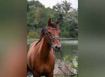 Freiberger, Stute, 15 Jahre, 140 cm, Fuchs