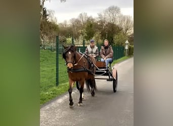 Freiberger, Stute, 15 Jahre, 152 cm, Brauner