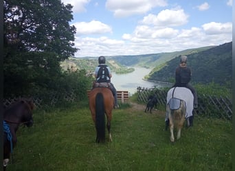 Freiberger, Stute, 15 Jahre, 152 cm, Brauner