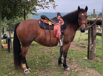 Freiberger, Stute, 15 Jahre, 152 cm