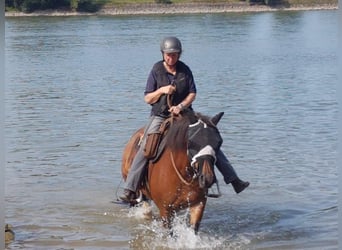 Freiberger, Stute, 15 Jahre, 152 cm