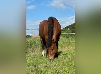 Freiberger, Stute, 15 Jahre, 152 cm