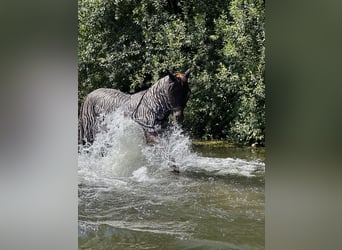 Freiberger Mix, Stute, 16 Jahre, 160 cm, Dunkelfuchs