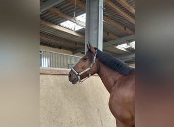 Freiberger Mix, Stute, 17 Jahre, 154 cm, Brauner